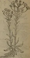 An illustration from A nievve herball, or Historie of plantes : wherein is contayned the whole discourse and perfect description of all sortes of herbes and plantes : their divers & sundry kindes ... and that not onely of those whiche are here growyng in this our countrie of Englande, but of all others also of forrayne realmes commonly used in physicke ; first set foorth in the Doutche or Almaigne tongue (1578)
