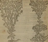 An illustration from A nievve herball, or Historie of plantes : wherein is contayned the whole discourse and perfect description of all sortes of herbes and plantes : their divers & sundry kindes ... and that not onely of those whiche are here growyng in this our countrie of Englande, but of all others also of forrayne realmes commonly used in physicke ; first set foorth in the Doutche or Almaigne tongue (1578)