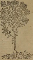 Picture 42 of 801 from A nievve herball, or Historie of plantes : wherein is contayned the whole discourse and perfect description of all sortes of herbes and plantes : their divers & sundry kindes ... and that not onely of those whiche are here growyng in this our countrie of Englande, but of all others also of forrayne realmes commonly used in physicke ; first set foorth in the Doutche or Almaigne tongue (1578), leaf 60
