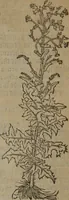 An illustration from A nievve herball, or Historie of plantes : wherein is contayned the whole discourse and perfect description of all sortes of herbes and plantes : their divers & sundry kindes ... and that not onely of those whiche are here growyng in this our countrie of Englande, but of all others also of forrayne realmes commonly used in physicke ; first set foorth in the Doutche or Almaigne tongue (1578)