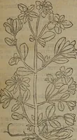 An illustration from A nievve herball, or Historie of plantes : wherein is contayned the whole discourse and perfect description of all sortes of herbes and plantes : their divers & sundry kindes ... and that not onely of those whiche are here growyng in this our countrie of Englande, but of all others also of forrayne realmes commonly used in physicke ; first set foorth in the Doutche or Almaigne tongue (1578)