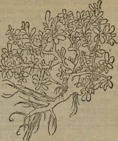 An illustration from A nievve herball, or Historie of plantes : wherein is contayned the whole discourse and perfect description of all sortes of herbes and plantes : their divers & sundry kindes ... and that not onely of those whiche are here growyng in this our countrie of Englande, but of all others also of forrayne realmes commonly used in physicke ; first set foorth in the Doutche or Almaigne tongue (1578)
