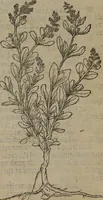 An illustration from A nievve herball, or Historie of plantes : wherein is contayned the whole discourse and perfect description of all sortes of herbes and plantes : their divers & sundry kindes ... and that not onely of those whiche are here growyng in this our countrie of Englande, but of all others also of forrayne realmes commonly used in physicke ; first set foorth in the Doutche or Almaigne tongue (1578)