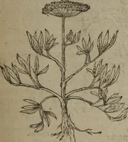 An illustration from A nievve herball, or Historie of plantes : wherein is contayned the whole discourse and perfect description of all sortes of herbes and plantes : their divers & sundry kindes ... and that not onely of those whiche are here growyng in this our countrie of Englande, but of all others also of forrayne realmes commonly used in physicke ; first set foorth in the Doutche or Almaigne tongue (1578)