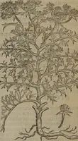 An illustration from A nievve herball, or Historie of plantes : wherein is contayned the whole discourse and perfect description of all sortes of herbes and plantes : their divers & sundry kindes ... and that not onely of those whiche are here growyng in this our countrie of Englande, but of all others also of forrayne realmes commonly used in physicke ; first set foorth in the Doutche or Almaigne tongue (1578)