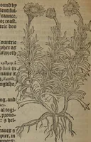 An illustration from A nievve herball, or Historie of plantes : wherein is contayned the whole discourse and perfect description of all sortes of herbes and plantes : their divers & sundry kindes ... and that not onely of those whiche are here growyng in this our countrie of Englande, but of all others also of forrayne realmes commonly used in physicke ; first set foorth in the Doutche or Almaigne tongue (1578)