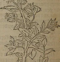 An illustration from A nievve herball, or Historie of plantes : wherein is contayned the whole discourse and perfect description of all sortes of herbes and plantes : their divers & sundry kindes ... and that not onely of those whiche are here growyng in this our countrie of Englande, but of all others also of forrayne realmes commonly used in physicke ; first set foorth in the Doutche or Almaigne tongue (1578)