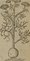 An illustration from A nievve herball, or Historie of plantes : wherein is contayned the whole discourse and perfect description of all sortes of herbes and plantes : their divers & sundry kindes ... and that not onely of those whiche are here growyng in this our countrie of Englande, but of all others also of forrayne realmes commonly used in physicke ; first set foorth in the Doutche or Almaigne tongue (1578)