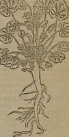 An illustration from A nievve herball, or Historie of plantes : wherein is contayned the whole discourse and perfect description of all sortes of herbes and plantes : their divers & sundry kindes ... and that not onely of those whiche are here growyng in this our countrie of Englande, but of all others also of forrayne realmes commonly used in physicke ; first set foorth in the Doutche or Almaigne tongue (1578)