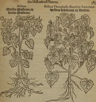 An illustration from A nievve herball, or Historie of plantes : wherein is contayned the whole discourse and perfect description of all sortes of herbes and plantes : their divers & sundry kindes ... and that not onely of those whiche are here growyng in this our countrie of Englande, but of all others also of forrayne realmes commonly used in physicke ; first set foorth in the Doutche or Almaigne tongue (1578)