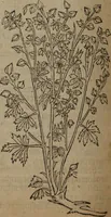 An illustration from A nievve herball, or Historie of plantes : wherein is contayned the whole discourse and perfect description of all sortes of herbes and plantes : their divers & sundry kindes ... and that not onely of those whiche are here growyng in this our countrie of Englande, but of all others also of forrayne realmes commonly used in physicke ; first set foorth in the Doutche or Almaigne tongue (1578)