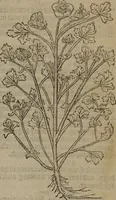 An illustration from A nievve herball, or Historie of plantes : wherein is contayned the whole discourse and perfect description of all sortes of herbes and plantes : their divers & sundry kindes ... and that not onely of those whiche are here growyng in this our countrie of Englande, but of all others also of forrayne realmes commonly used in physicke ; first set foorth in the Doutche or Almaigne tongue (1578)