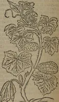 An illustration from A nievve herball, or Historie of plantes : wherein is contayned the whole discourse and perfect description of all sortes of herbes and plantes : their divers & sundry kindes ... and that not onely of those whiche are here growyng in this our countrie of Englande, but of all others also of forrayne realmes commonly used in physicke ; first set foorth in the Doutche or Almaigne tongue (1578)