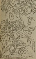 An illustration from A nievve herball, or Historie of plantes : wherein is contayned the whole discourse and perfect description of all sortes of herbes and plantes : their divers & sundry kindes ... and that not onely of those whiche are here growyng in this our countrie of Englande, but of all others also of forrayne realmes commonly used in physicke ; first set foorth in the Doutche or Almaigne tongue (1578)
