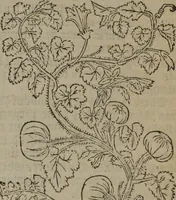An illustration from A nievve herball, or Historie of plantes : wherein is contayned the whole discourse and perfect description of all sortes of herbes and plantes : their divers & sundry kindes ... and that not onely of those whiche are here growyng in this our countrie of Englande, but of all others also of forrayne realmes commonly used in physicke ; first set foorth in the Doutche or Almaigne tongue (1578)