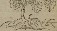 An illustration from A nievve herball, or Historie of plantes : wherein is contayned the whole discourse and perfect description of all sortes of herbes and plantes : their divers & sundry kindes ... and that not onely of those whiche are here growyng in this our countrie of Englande, but of all others also of forrayne realmes commonly used in physicke ; first set foorth in the Doutche or Almaigne tongue (1578)