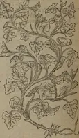 An illustration from A nievve herball, or Historie of plantes : wherein is contayned the whole discourse and perfect description of all sortes of herbes and plantes : their divers & sundry kindes ... and that not onely of those whiche are here growyng in this our countrie of Englande, but of all others also of forrayne realmes commonly used in physicke ; first set foorth in the Doutche or Almaigne tongue (1578)