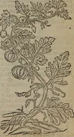 An illustration from A nievve herball, or Historie of plantes : wherein is contayned the whole discourse and perfect description of all sortes of herbes and plantes : their divers & sundry kindes ... and that not onely of those whiche are here growyng in this our countrie of Englande, but of all others also of forrayne realmes commonly used in physicke ; first set foorth in the Doutche or Almaigne tongue (1578)