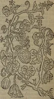 An illustration from A nievve herball, or Historie of plantes : wherein is contayned the whole discourse and perfect description of all sortes of herbes and plantes : their divers & sundry kindes ... and that not onely of those whiche are here growyng in this our countrie of Englande, but of all others also of forrayne realmes commonly used in physicke ; first set foorth in the Doutche or Almaigne tongue (1578)