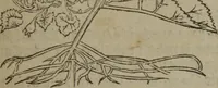 An illustration from A nievve herball, or Historie of plantes : wherein is contayned the whole discourse and perfect description of all sortes of herbes and plantes : their divers & sundry kindes ... and that not onely of those whiche are here growyng in this our countrie of Englande, but of all others also of forrayne realmes commonly used in physicke ; first set foorth in the Doutche or Almaigne tongue (1578)
