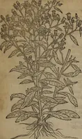 Picture 43 of 801 from A nievve herball, or Historie of plantes : wherein is contayned the whole discourse and perfect description of all sortes of herbes and plantes : their divers & sundry kindes ... and that not onely of those whiche are here growyng in this our countrie of Englande, but of all others also of forrayne realmes commonly used in physicke ; first set foorth in the Doutche or Almaigne tongue (1578), leaf 62
