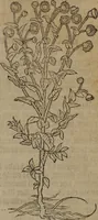An illustration from A nievve herball, or Historie of plantes : wherein is contayned the whole discourse and perfect description of all sortes of herbes and plantes : their divers & sundry kindes ... and that not onely of those whiche are here growyng in this our countrie of Englande, but of all others also of forrayne realmes commonly used in physicke ; first set foorth in the Doutche or Almaigne tongue (1578)