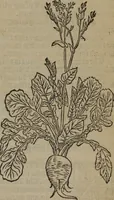 An illustration from A nievve herball, or Historie of plantes : wherein is contayned the whole discourse and perfect description of all sortes of herbes and plantes : their divers & sundry kindes ... and that not onely of those whiche are here growyng in this our countrie of Englande, but of all others also of forrayne realmes commonly used in physicke ; first set foorth in the Doutche or Almaigne tongue (1578)