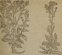 An illustration from A nievve herball, or Historie of plantes : wherein is contayned the whole discourse and perfect description of all sortes of herbes and plantes : their divers & sundry kindes ... and that not onely of those whiche are here growyng in this our countrie of Englande, but of all others also of forrayne realmes commonly used in physicke ; first set foorth in the Doutche or Almaigne tongue (1578)