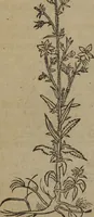 An illustration from A nievve herball, or Historie of plantes : wherein is contayned the whole discourse and perfect description of all sortes of herbes and plantes : their divers & sundry kindes ... and that not onely of those whiche are here growyng in this our countrie of Englande, but of all others also of forrayne realmes commonly used in physicke ; first set foorth in the Doutche or Almaigne tongue (1578)