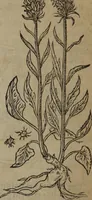 An illustration from A nievve herball, or Historie of plantes : wherein is contayned the whole discourse and perfect description of all sortes of herbes and plantes : their divers & sundry kindes ... and that not onely of those whiche are here growyng in this our countrie of Englande, but of all others also of forrayne realmes commonly used in physicke ; first set foorth in the Doutche or Almaigne tongue (1578)
