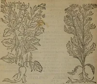An illustration from A nievve herball, or Historie of plantes : wherein is contayned the whole discourse and perfect description of all sortes of herbes and plantes : their divers & sundry kindes ... and that not onely of those whiche are here growyng in this our countrie of Englande, but of all others also of forrayne realmes commonly used in physicke ; first set foorth in the Doutche or Almaigne tongue (1578)