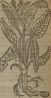 An illustration from A nievve herball, or Historie of plantes : wherein is contayned the whole discourse and perfect description of all sortes of herbes and plantes : their divers & sundry kindes ... and that not onely of those whiche are here growyng in this our countrie of Englande, but of all others also of forrayne realmes commonly used in physicke ; first set foorth in the Doutche or Almaigne tongue (1578)