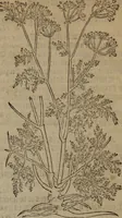 An illustration from A nievve herball, or Historie of plantes : wherein is contayned the whole discourse and perfect description of all sortes of herbes and plantes : their divers & sundry kindes ... and that not onely of those whiche are here growyng in this our countrie of Englande, but of all others also of forrayne realmes commonly used in physicke ; first set foorth in the Doutche or Almaigne tongue (1578)