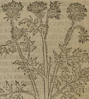 An illustration from A nievve herball, or Historie of plantes : wherein is contayned the whole discourse and perfect description of all sortes of herbes and plantes : their divers & sundry kindes ... and that not onely of those whiche are here growyng in this our countrie of Englande, but of all others also of forrayne realmes commonly used in physicke ; first set foorth in the Doutche or Almaigne tongue (1578)
