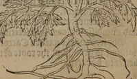An illustration from A nievve herball, or Historie of plantes : wherein is contayned the whole discourse and perfect description of all sortes of herbes and plantes : their divers & sundry kindes ... and that not onely of those whiche are here growyng in this our countrie of Englande, but of all others also of forrayne realmes commonly used in physicke ; first set foorth in the Doutche or Almaigne tongue (1578)
