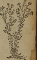 Picture 45 of 801 from A nievve herball, or Historie of plantes : wherein is contayned the whole discourse and perfect description of all sortes of herbes and plantes : their divers & sundry kindes ... and that not onely of those whiche are here growyng in this our countrie of Englande, but of all others also of forrayne realmes commonly used in physicke ; first set foorth in the Doutche or Almaigne tongue (1578), leaf 63