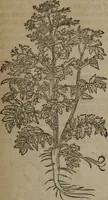 An illustration from A nievve herball, or Historie of plantes : wherein is contayned the whole discourse and perfect description of all sortes of herbes and plantes : their divers & sundry kindes ... and that not onely of those whiche are here growyng in this our countrie of Englande, but of all others also of forrayne realmes commonly used in physicke ; first set foorth in the Doutche or Almaigne tongue (1578)