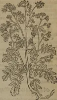 An illustration from A nievve herball, or Historie of plantes : wherein is contayned the whole discourse and perfect description of all sortes of herbes and plantes : their divers & sundry kindes ... and that not onely of those whiche are here growyng in this our countrie of Englande, but of all others also of forrayne realmes commonly used in physicke ; first set foorth in the Doutche or Almaigne tongue (1578)