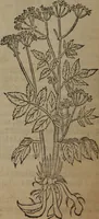 An illustration from A nievve herball, or Historie of plantes : wherein is contayned the whole discourse and perfect description of all sortes of herbes and plantes : their divers & sundry kindes ... and that not onely of those whiche are here growyng in this our countrie of Englande, but of all others also of forrayne realmes commonly used in physicke ; first set foorth in the Doutche or Almaigne tongue (1578)