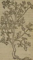 An illustration from A nievve herball, or Historie of plantes : wherein is contayned the whole discourse and perfect description of all sortes of herbes and plantes : their divers & sundry kindes ... and that not onely of those whiche are here growyng in this our countrie of Englande, but of all others also of forrayne realmes commonly used in physicke ; first set foorth in the Doutche or Almaigne tongue (1578)