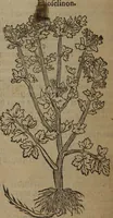 An illustration from A nievve herball, or Historie of plantes : wherein is contayned the whole discourse and perfect description of all sortes of herbes and plantes : their divers & sundry kindes ... and that not onely of those whiche are here growyng in this our countrie of Englande, but of all others also of forrayne realmes commonly used in physicke ; first set foorth in the Doutche or Almaigne tongue (1578)