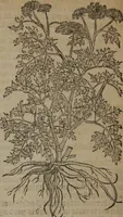 An illustration from A nievve herball, or Historie of plantes : wherein is contayned the whole discourse and perfect description of all sortes of herbes and plantes : their divers & sundry kindes ... and that not onely of those whiche are here growyng in this our countrie of Englande, but of all others also of forrayne realmes commonly used in physicke ; first set foorth in the Doutche or Almaigne tongue (1578)
