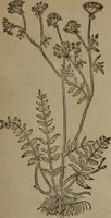 An illustration from A nievve herball, or Historie of plantes : wherein is contayned the whole discourse and perfect description of all sortes of herbes and plantes : their divers & sundry kindes ... and that not onely of those whiche are here growyng in this our countrie of Englande, but of all others also of forrayne realmes commonly used in physicke ; first set foorth in the Doutche or Almaigne tongue (1578)