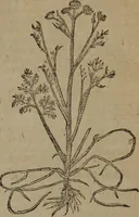 An illustration from A nievve herball, or Historie of plantes : wherein is contayned the whole discourse and perfect description of all sortes of herbes and plantes : their divers & sundry kindes ... and that not onely of those whiche are here growyng in this our countrie of Englande, but of all others also of forrayne realmes commonly used in physicke ; first set foorth in the Doutche or Almaigne tongue (1578)
