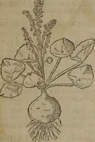Picture 46 of 801 from A nievve herball, or Historie of plantes : wherein is contayned the whole discourse and perfect description of all sortes of herbes and plantes : their divers & sundry kindes ... and that not onely of those whiche are here growyng in this our countrie of Englande, but of all others also of forrayne realmes commonly used in physicke ; first set foorth in the Doutche or Almaigne tongue (1578), leaf 64