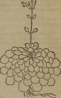 Picture 47 of 801 from A nievve herball, or Historie of plantes : wherein is contayned the whole discourse and perfect description of all sortes of herbes and plantes : their divers & sundry kindes ... and that not onely of those whiche are here growyng in this our countrie of Englande, but of all others also of forrayne realmes commonly used in physicke ; first set foorth in the Doutche or Almaigne tongue (1578), leaf 64