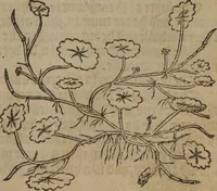 Picture 48 of 801 from A nievve herball, or Historie of plantes : wherein is contayned the whole discourse and perfect description of all sortes of herbes and plantes : their divers & sundry kindes ... and that not onely of those whiche are here growyng in this our countrie of Englande, but of all others also of forrayne realmes commonly used in physicke ; first set foorth in the Doutche or Almaigne tongue (1578), leaf 64