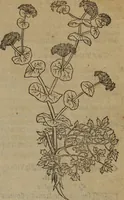An illustration from A nievve herball, or Historie of plantes : wherein is contayned the whole discourse and perfect description of all sortes of herbes and plantes : their divers & sundry kindes ... and that not onely of those whiche are here growyng in this our countrie of Englande, but of all others also of forrayne realmes commonly used in physicke ; first set foorth in the Doutche or Almaigne tongue (1578)