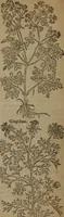 An illustration from A nievve herball, or Historie of plantes : wherein is contayned the whole discourse and perfect description of all sortes of herbes and plantes : their divers & sundry kindes ... and that not onely of those whiche are here growyng in this our countrie of Englande, but of all others also of forrayne realmes commonly used in physicke ; first set foorth in the Doutche or Almaigne tongue (1578)