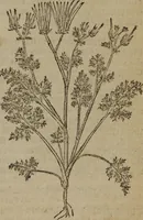 An illustration from A nievve herball, or Historie of plantes : wherein is contayned the whole discourse and perfect description of all sortes of herbes and plantes : their divers & sundry kindes ... and that not onely of those whiche are here growyng in this our countrie of Englande, but of all others also of forrayne realmes commonly used in physicke ; first set foorth in the Doutche or Almaigne tongue (1578)
